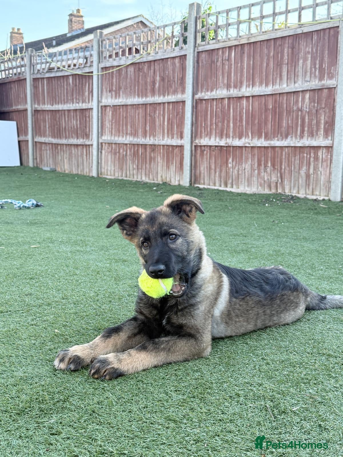 German Shepherd dogs Beautiful German Shepherd Puppy Male - Advert 1