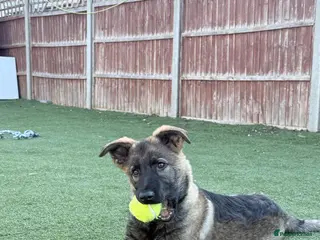 German Shepherd dogs Beautiful German Shepherd Puppy Male - Advert 1