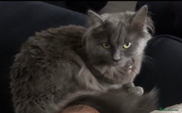 British Longhair cats for sale: Grey Female British Long Hair - Image 4