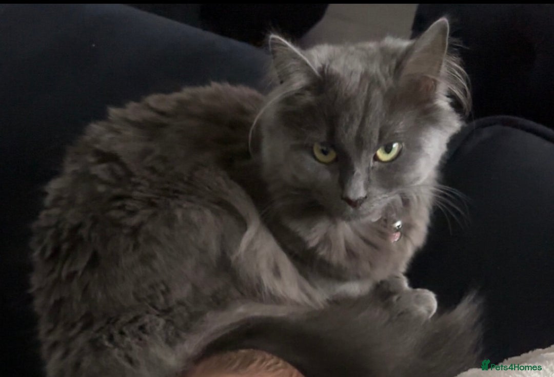 British Longhair cats for sale: Grey Female British Long Hair - Image 4