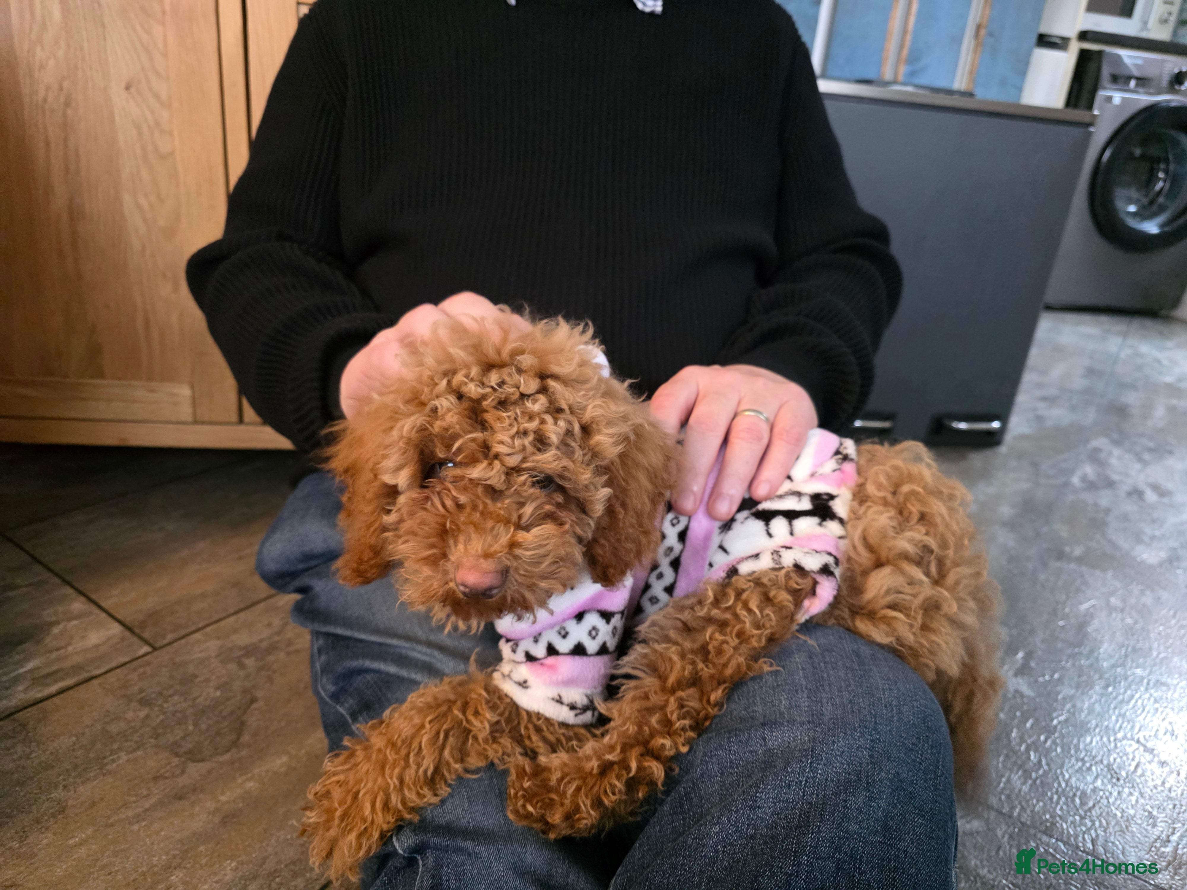 Toy Poodle dogs Girl Toy poodles  - Advert 16