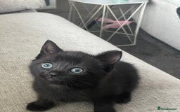 Mixed Breed cats for sale: Female kittens  - Image 2