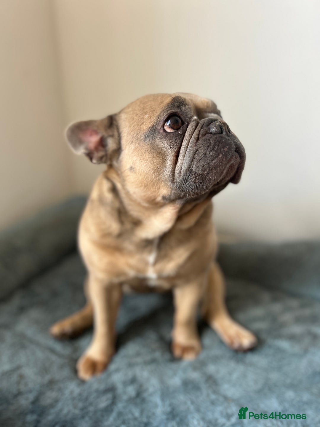 French Bulldog dogs for sale: French bulldog girl for rehome - Advert 2