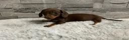 Miniature Dachshund dogs for sale: Miniature dachshund puppies  - Advert 12