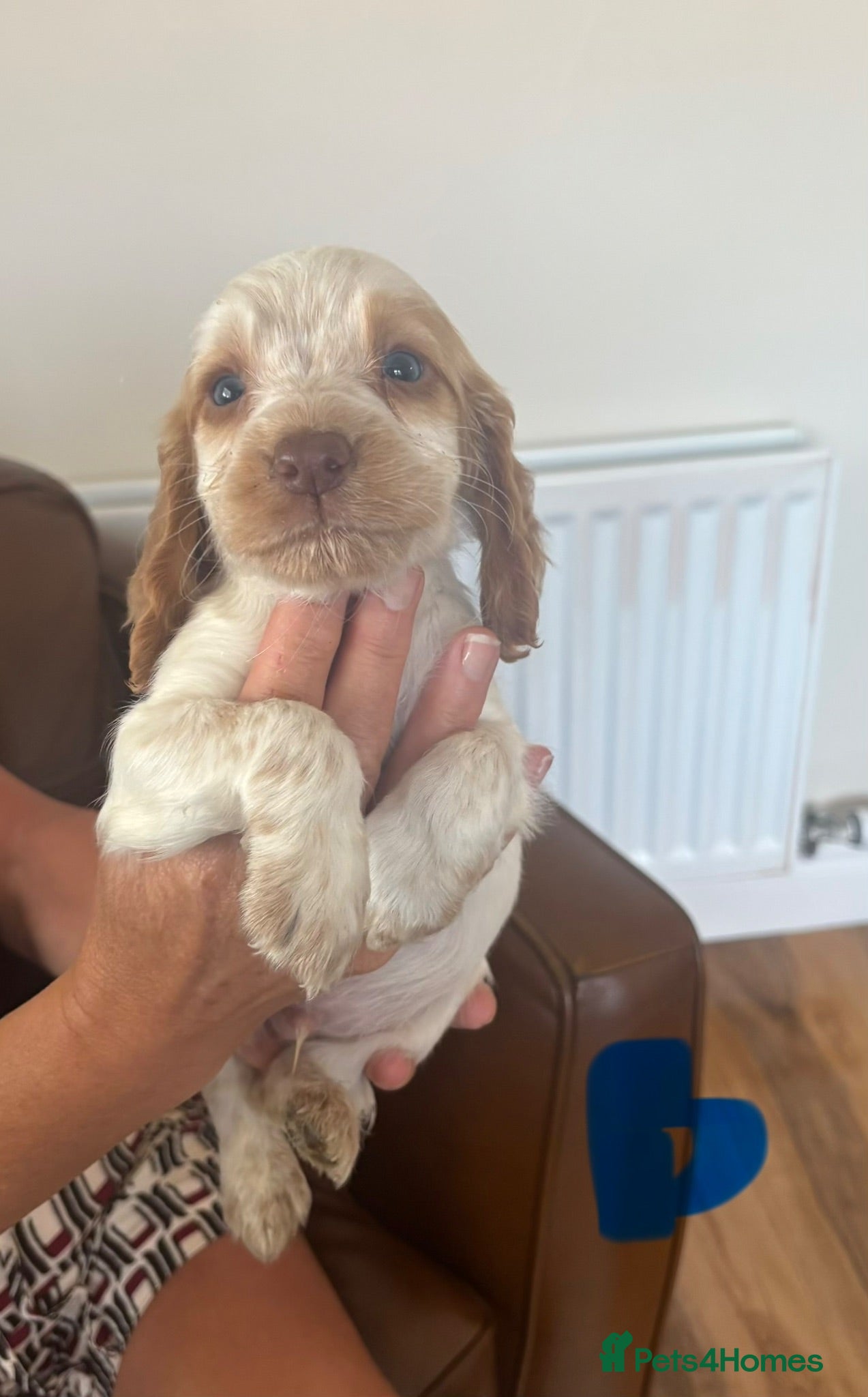 Sprocker dogs Sprocker spaniel puppies - Advert 12