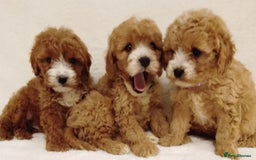 Cavapoo dogs for sale: Cavapoo puppies. - Image 11