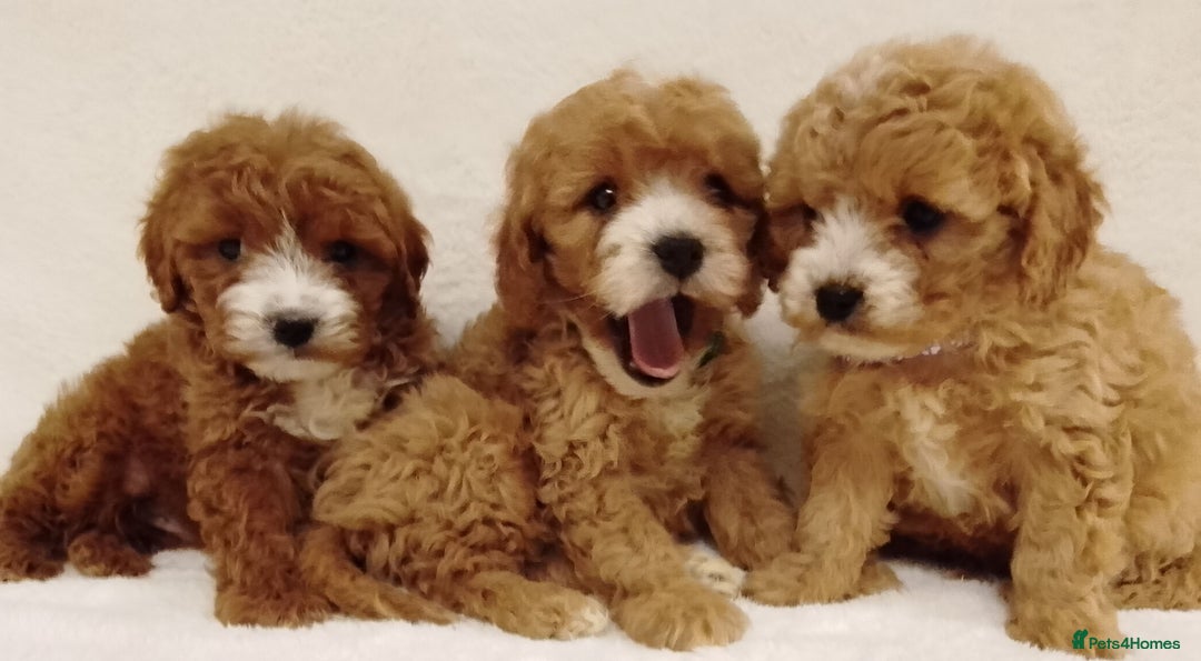 Cavapoo dogs for sale: Cavapoo puppies. - Image 11