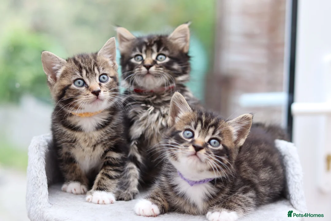 Mixed Breed cats for sale: Beautiful Tabby Kittens in Telford - Advert 2