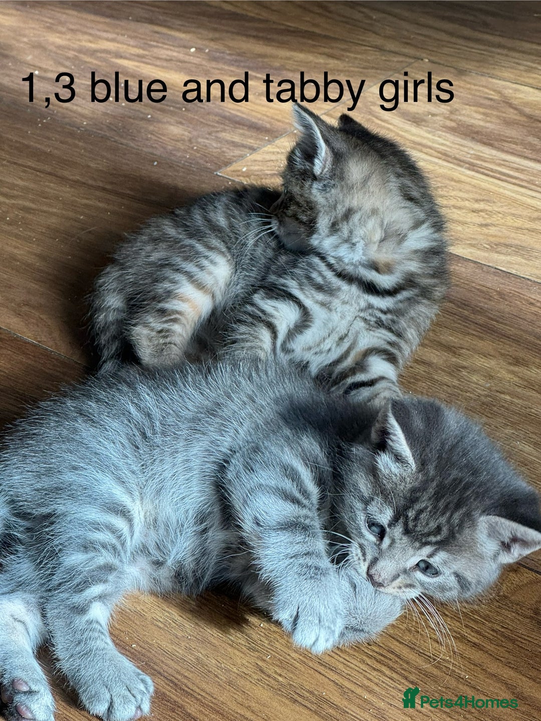 Mixed Breed cats for sale: Kittens (£250-£80) - Image 2