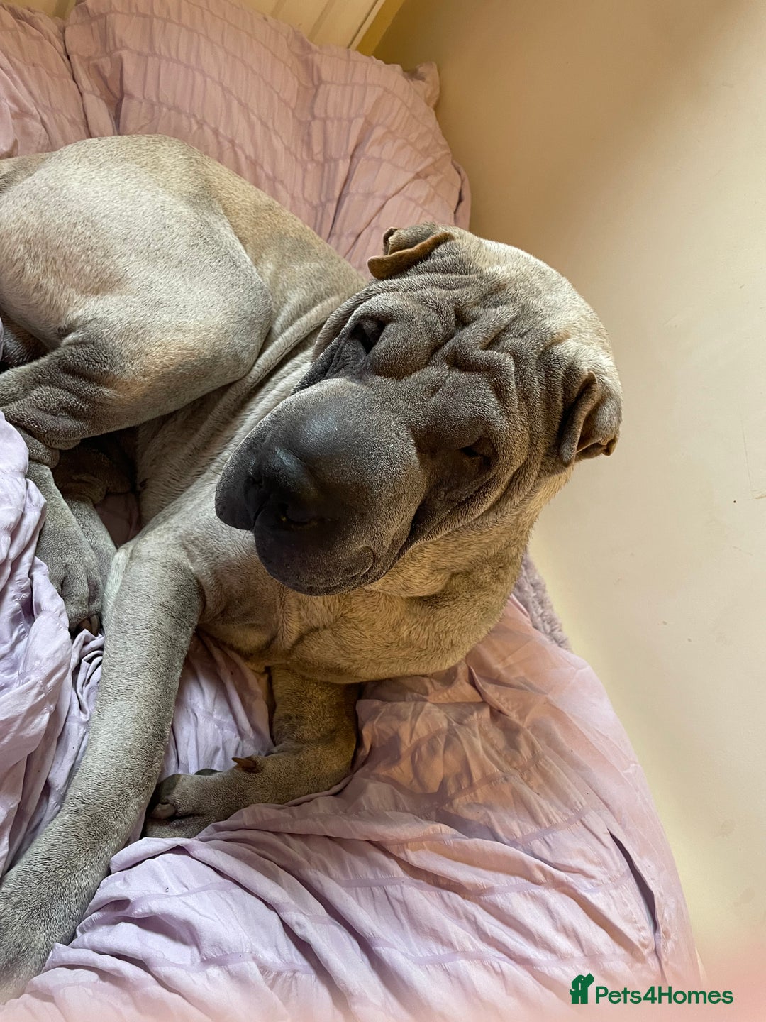 Shar Pei dogs for sale: Sharpei  - Image 3