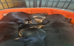 Yorkshire Terrier dogs for sale: Last female Yorkshire Terrier puppy left - Image 35