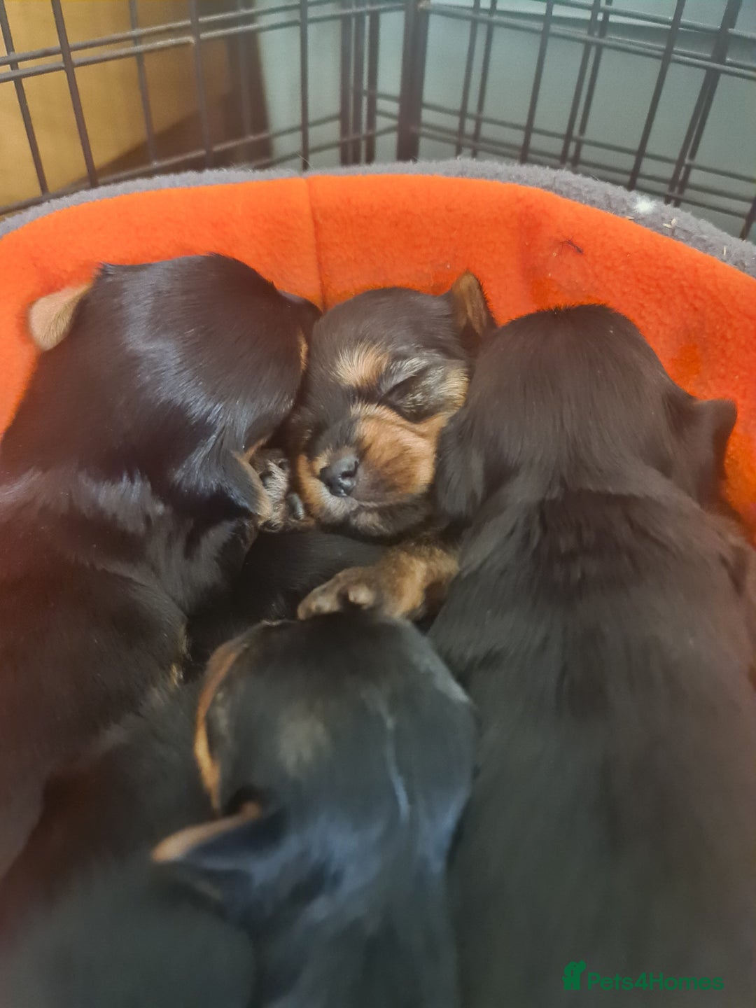 Yorkshire Terrier dogs for sale: Last female Yorkshire Terrier puppy left - Image 35