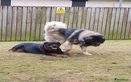 Mixed Breed dogs for sale: Rottweiler Ovcharka puppies in East Kilbride - Image 7