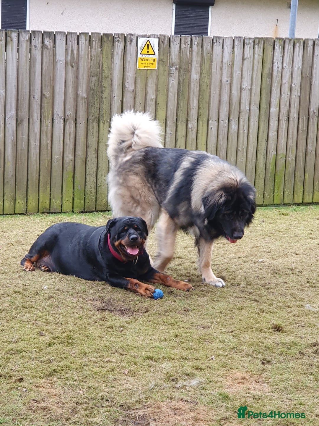 Mixed Breed dogs for sale: Rottweiler Ovcharka puppies in East Kilbride - Image 7