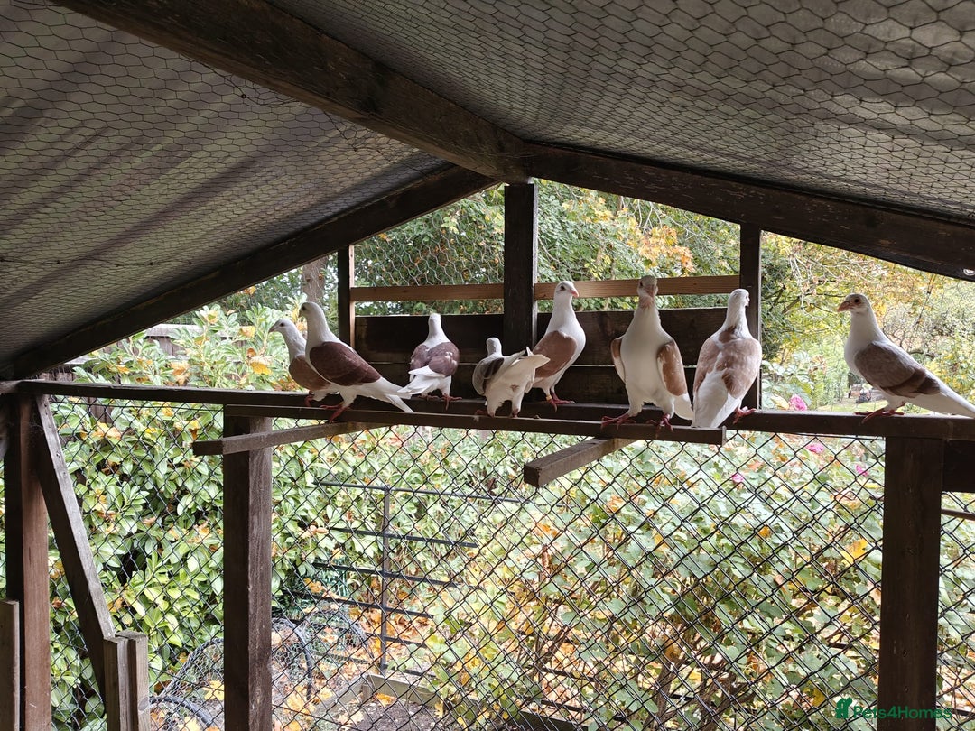 Pigeons birds for sale: sadleback hommers for sale - Advert 10