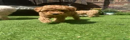 Toy Poodle dogs for sale: Ready now 🏡🐩❤️ 2x gorgeous toy poodle BOYS - Advert 18