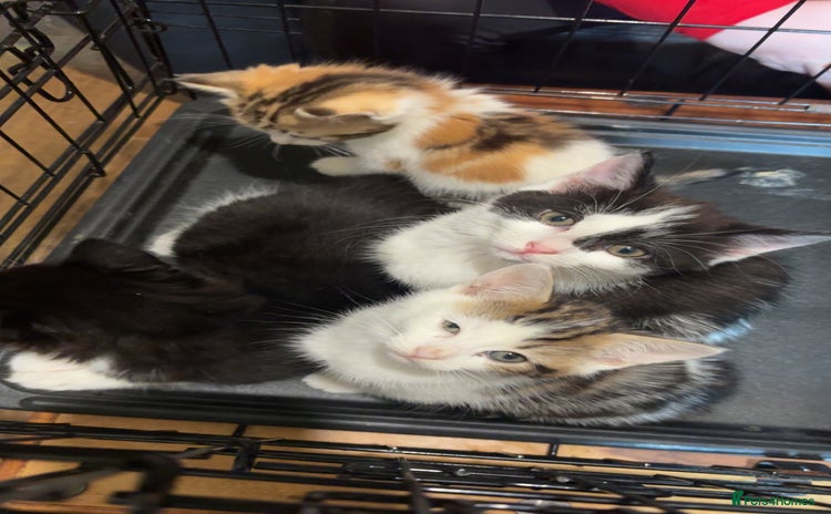 Domestic Shorthair cats - Advert 1