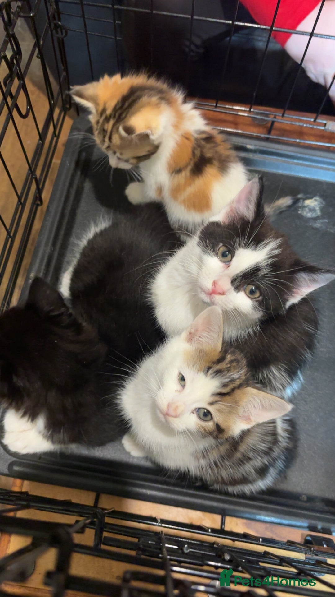 Domestic Shorthair cats for sale: 3 girls kittens and 1 boy kitten  - Image 1