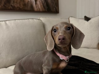 Miniature Dachshund dogs Beautiful Miniature Dachshund - Advert 1