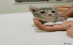 Mixed Breed cats for sale: Kittens ready to go - Image 2