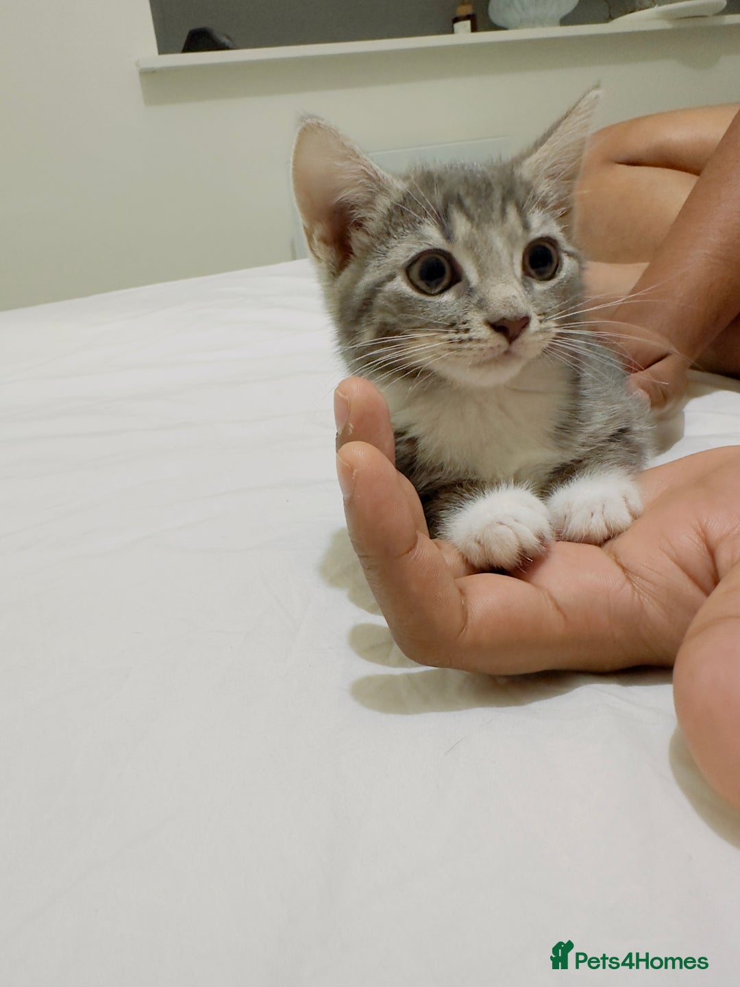 Mixed Breed cats for sale: Kittens ready to go - Image 2