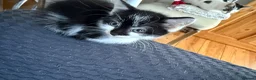 Mixed Breed cats for sale: Kittens looking for their forever home 🏠🐾 - Advert 9