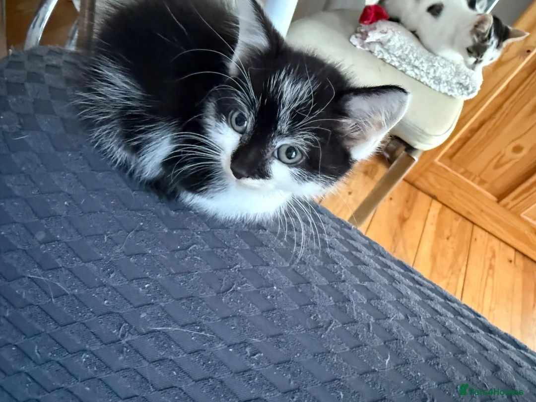 Mixed Breed cats for sale: Kittens looking for their forever home 🏠🐾 - Advert 9