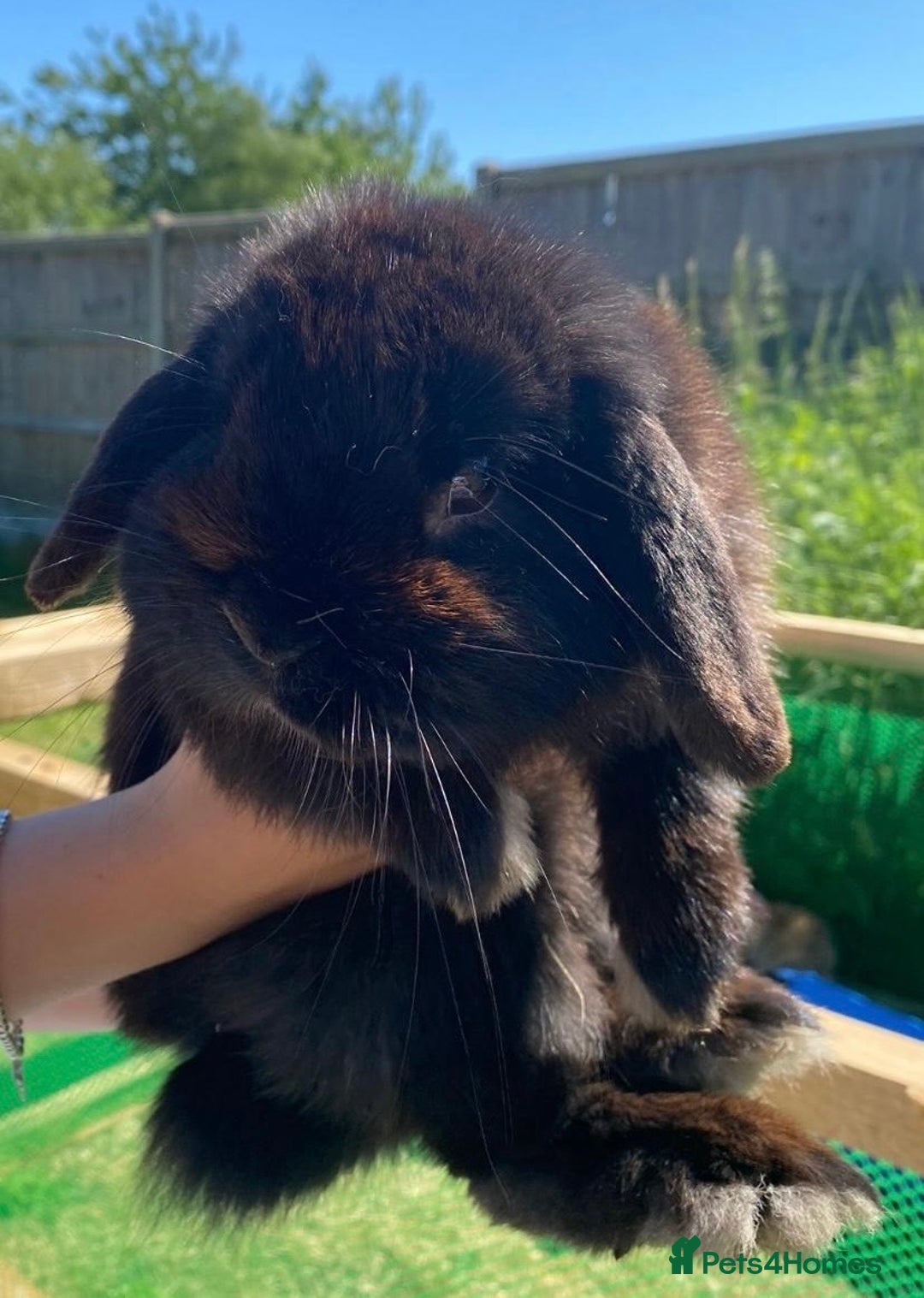 Mini Lop rabbits for sale: Mini Lop Rabbits - Image 11