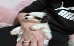 Bichon Frise dogs for sale: Adorable Puppies Ready for Their Forever Homes  - Image 13