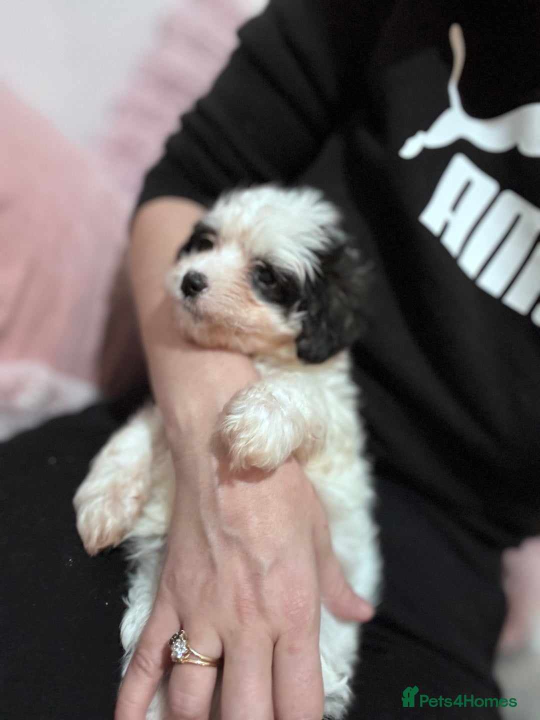 Bichon Frise dogs for sale: Adorable Puppies Ready for Their Forever Homes  - Image 13