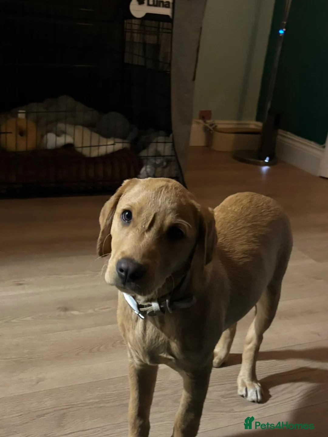 Labrador Retriever dogs for sale: Labrador puppy - Advert 2