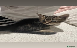 British Shorthair cats for sale: BEAUTIFUL BRITISH SHORT HAIRS - Image 8