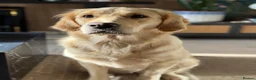 Golden Retriever dogs for sale: Golden retriever puppies  - Advert 2