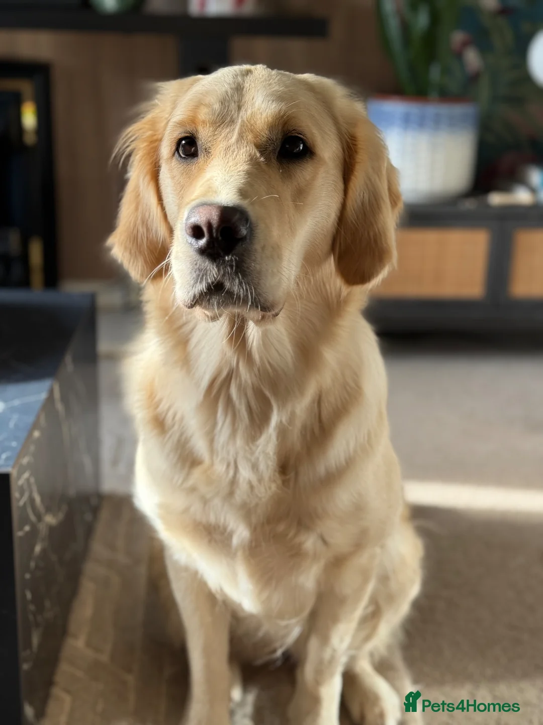 Golden Retriever dogs for sale: Golden retriever puppies  - Advert 2