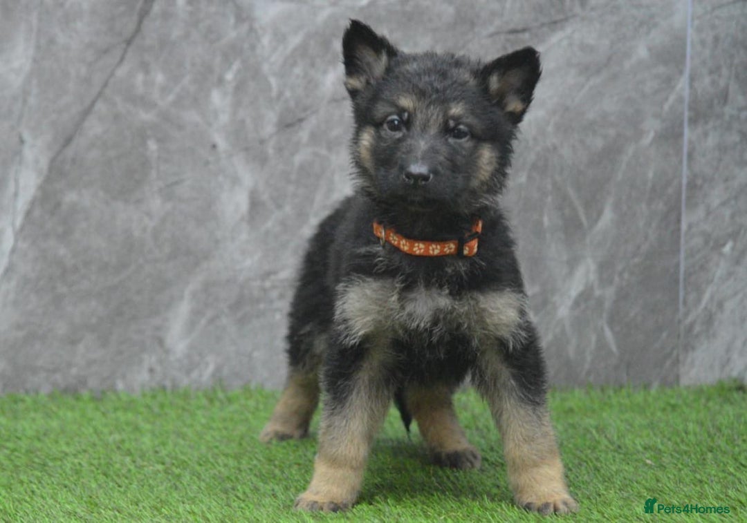 German Shepherd dogs for sale: KC Registered Working Line German Shepherd Puppies - Advert 28