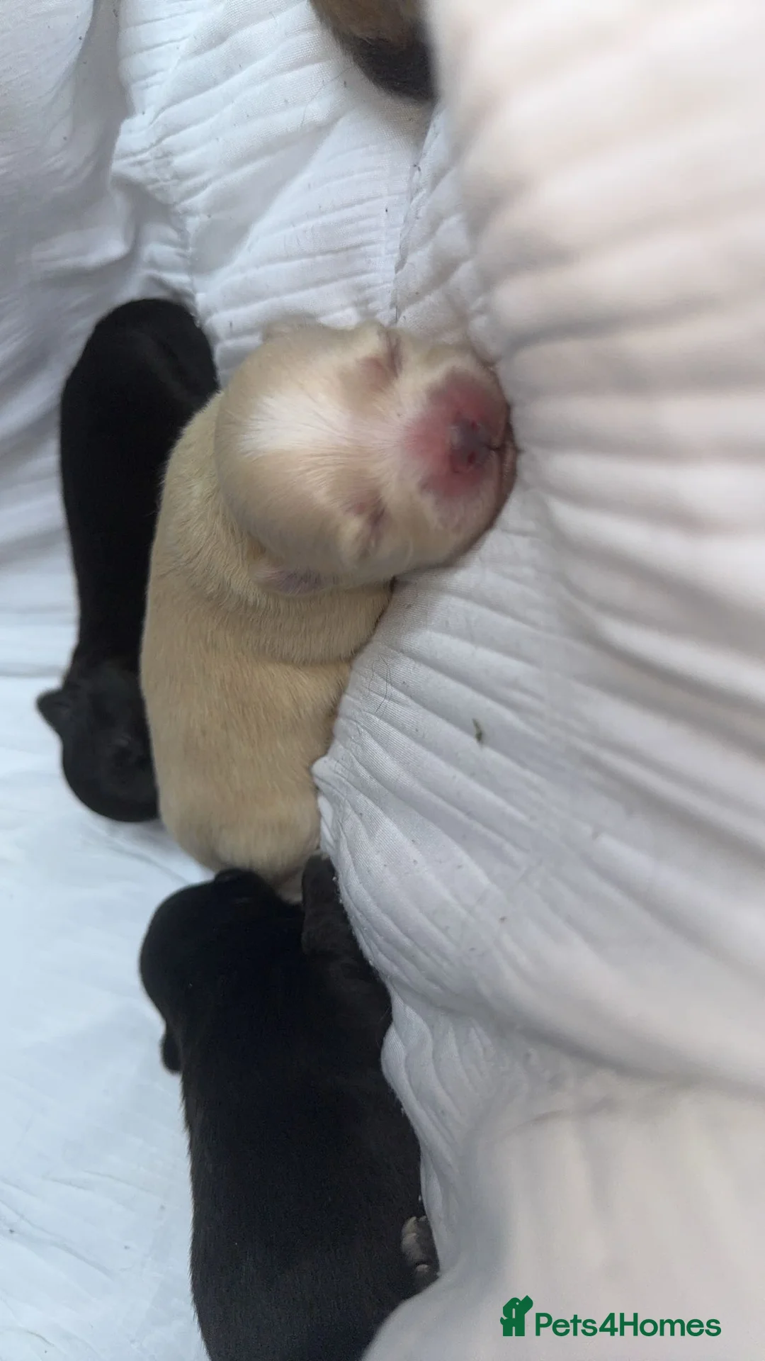 Pomchi dogs for sale: 🎀Pomchi puppies🎀 - Advert 8