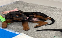 Mixed Breed dogs for sale: Pure breed Chinese red dog puppies/Laizhou Hong - Image 35