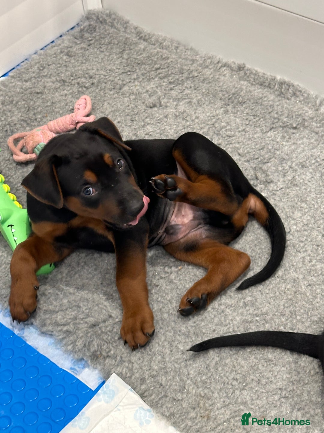 Mixed Breed dogs for sale: Pure breed Chinese red dog puppies/Laizhou Hong - Image 35