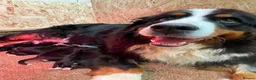 Bernese Mountain Dog dogs for sale: BEAUTIFUL BERNESE MOUNTAIN DOG PUPPIES-4 BOYS !!! - Advert 1