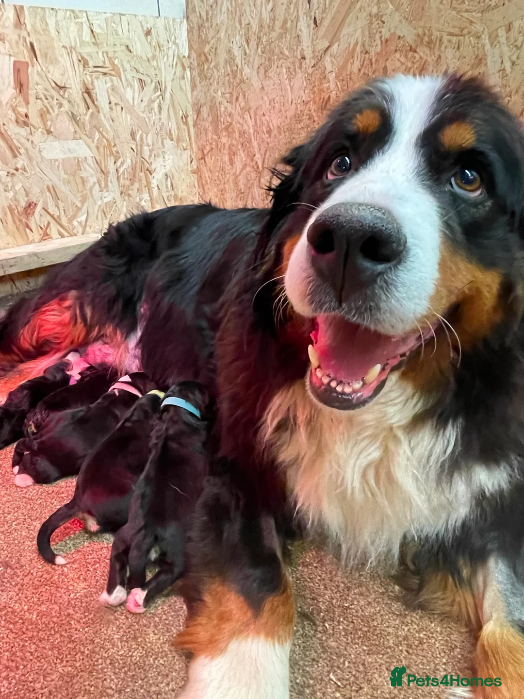 Bernese Mountain Dog dogs for sale: BEAUTIFUL BERNESE MOUNTAIN DOG PUPPIES-4 BOYS !!! - Advert 1