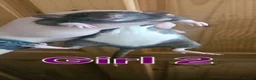 Rat rodents for sale: Young rats for sale - Advert 9
