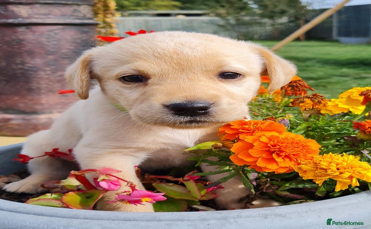 Labrador Retriever dogs - Advert 15