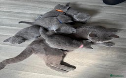 British Shorthair cats for sale: Beautiful Blue British shorthair kittens for sale - Image 23