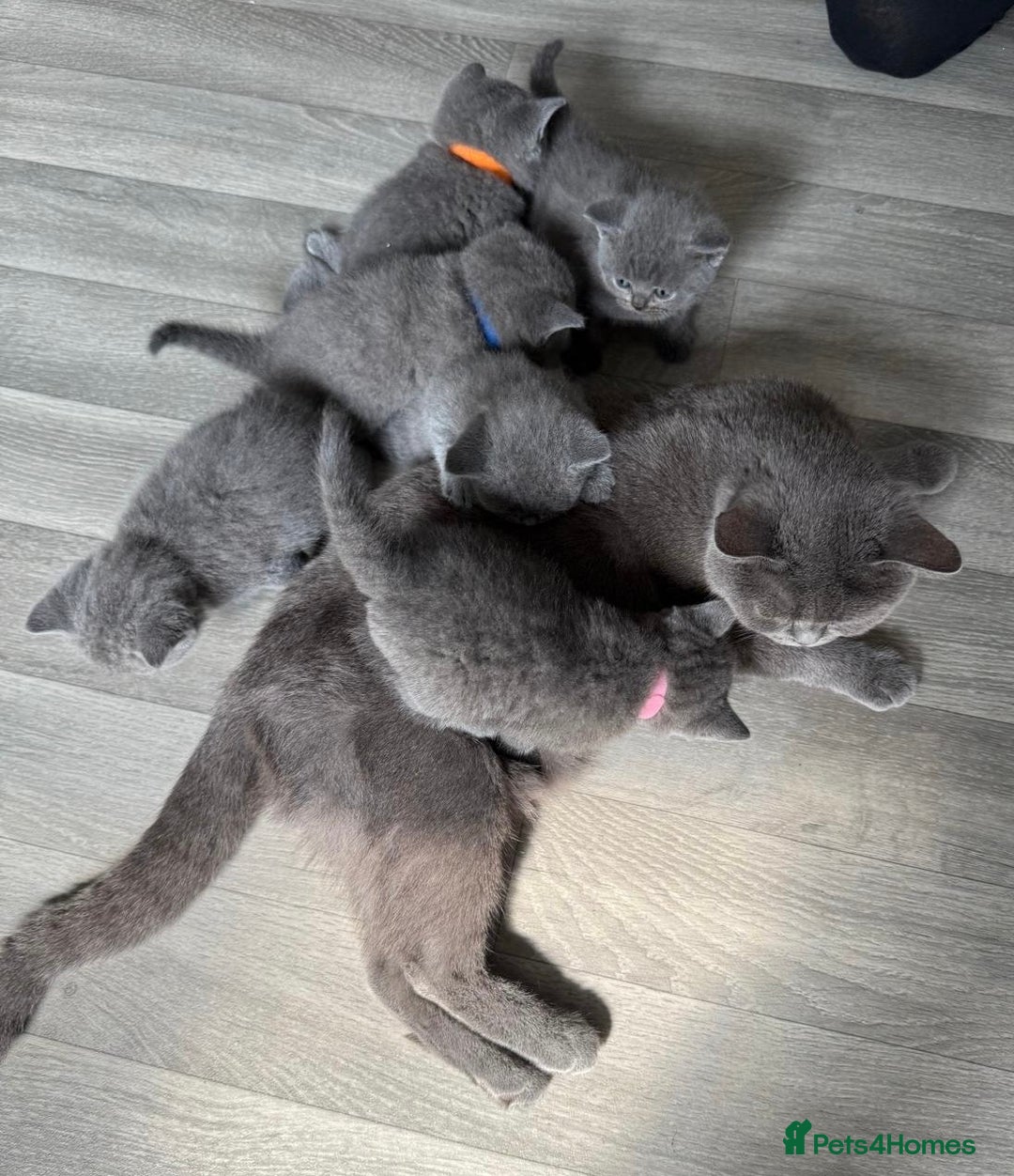 British Shorthair cats for sale: Beautiful Blue British shorthair kittens for sale - Image 23