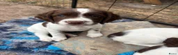English Springer Spaniel dogs for sale: English springer spaniel bitch puppy in Blandford Forum - Advert 2