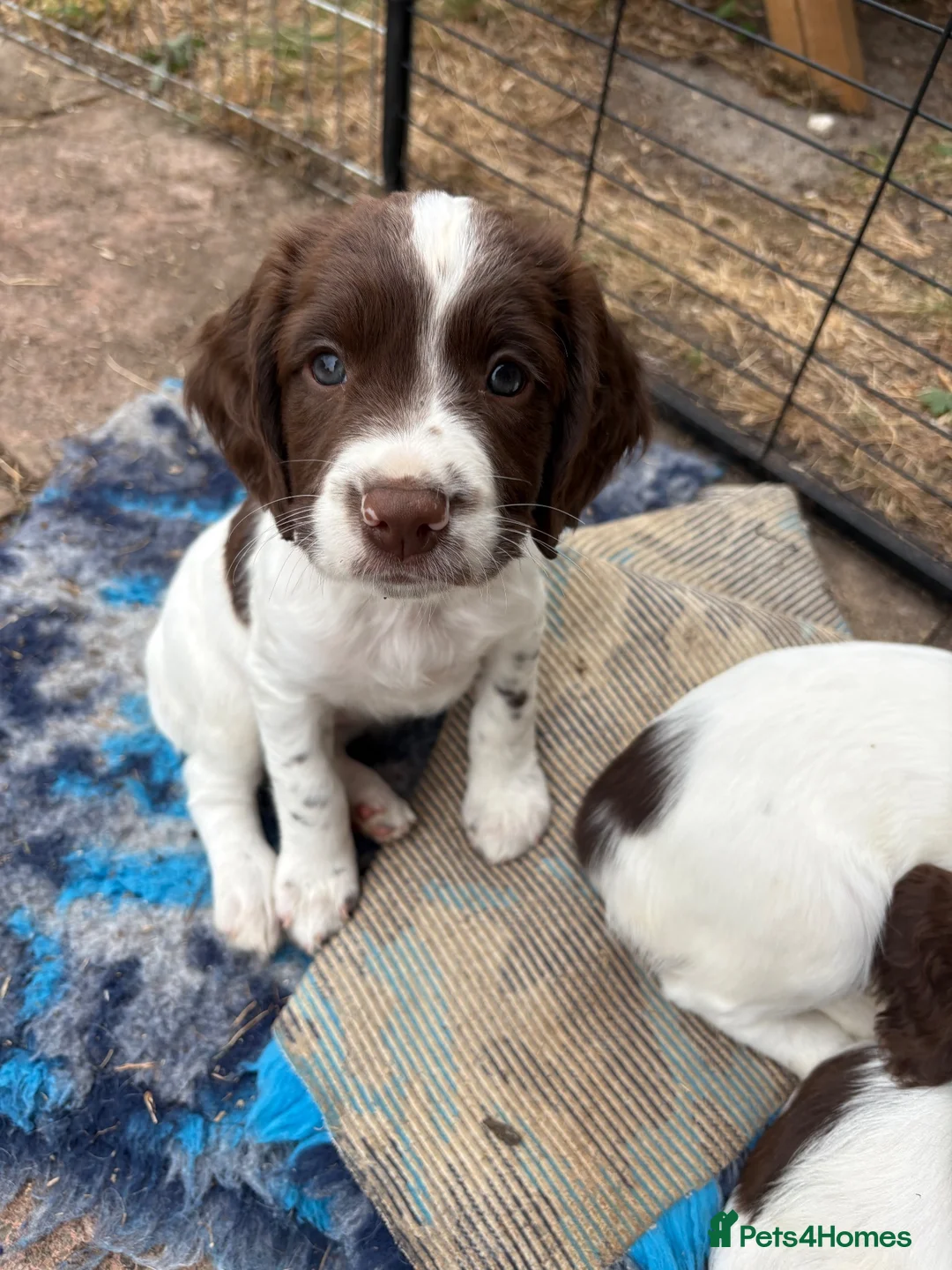 English Springer Spaniel dogs for sale: English springer spaniel bitch puppy in Blandford Forum - Advert 2