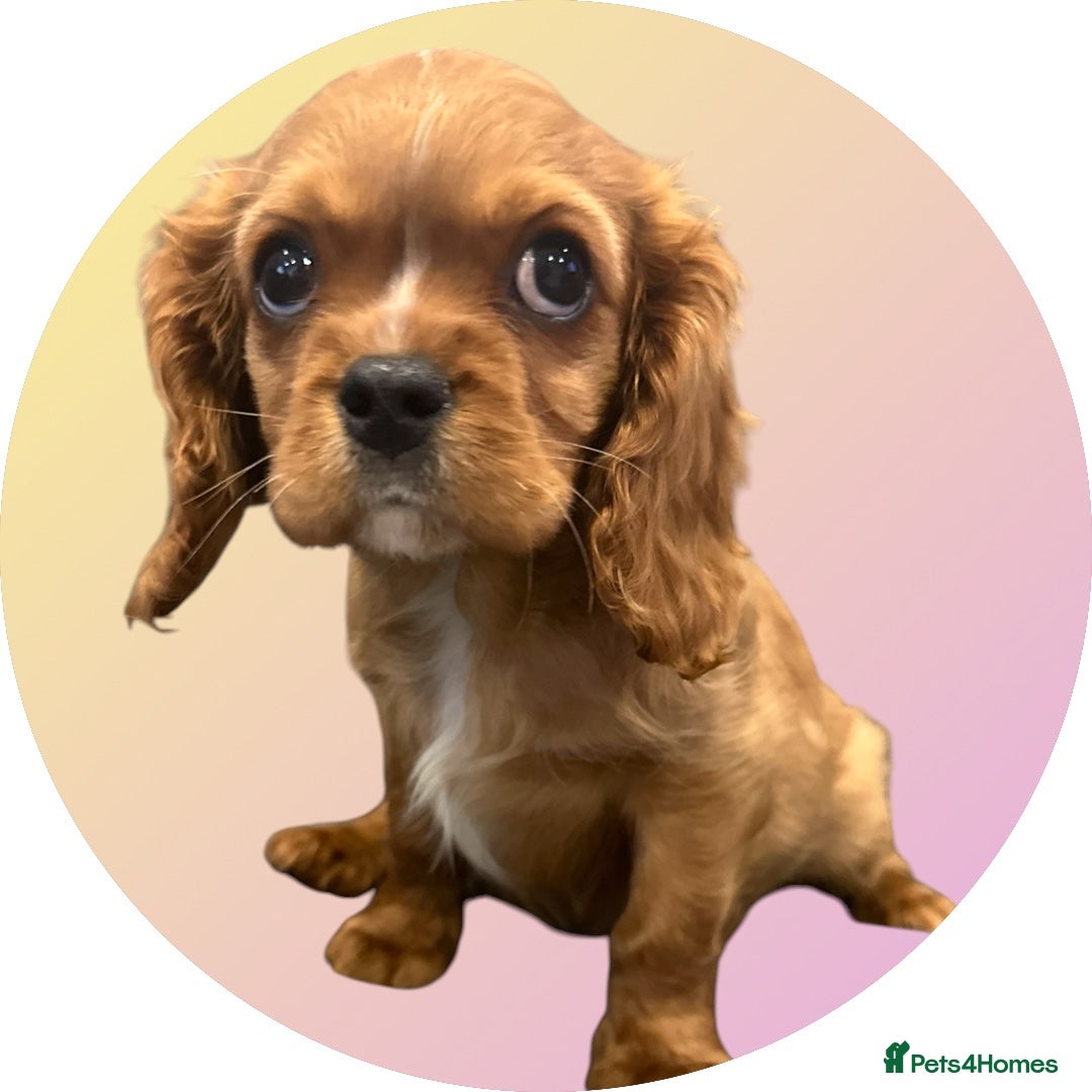 Cavalier King Charles Spaniel dogs DNA 🧬 CLEAR CAVALIER KING CHARLES PUPPIES - Advert 15
