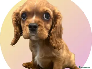Cavalier King Charles Spaniel dogs DNA 🧬 CLEAR CAVALIER KING CHARLES PUPPIES - Advert 15