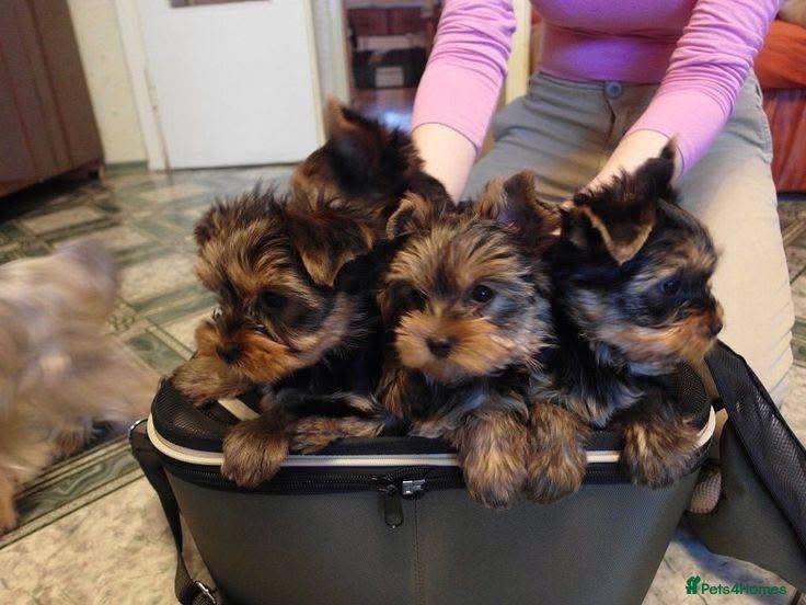 Yorkshire Terrier dogs Beautiful Mini Yorkshire Terrier Puppy - Advert 1