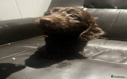 Cockapoo dogs for sale: F1 cockapoo puppies registered breeder - Image 21